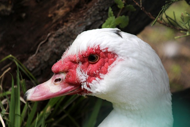 东宸作为中 东宸作为中